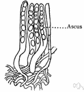 sac fungus - any of various ascomycetous fungi in which the spores are formed in a sac or ascus