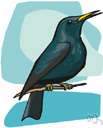 sturnus - type genus of the Sturnidae: common starlings
