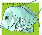 Alectis - a genus of Carangidae
