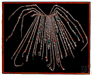quipu - calculator consisting of a cord with attached cords