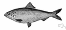 alewife - flesh of shad-like fish abundant along the Atlantic coast or in coastal streams