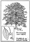 tupelo - any of several gum trees of swampy areas of North America