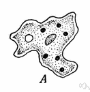 ameboid - like an amoeba (especially in having a variable irregular shape)