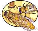 Apoidea - bees