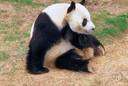 Ailuropoda - only the giant panda: in some classifications considered a genus of the separate family Ailuropodidae