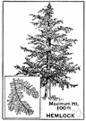 hemlock - an evergreen tree