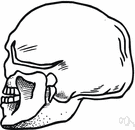 braincase - the part of the skull that encloses the brain
