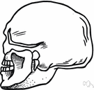 cranium - the part of the skull that encloses the brain