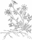 genus Chamaemelum - small genus of plants sometimes included in genus Anthemis: chamomile