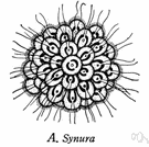 class Flagellata - protozoa having flagella
