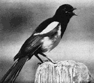 American magpie - a magpie of Rocky Mountains in North America