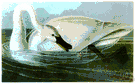 trumpeter - large pure white wild swan of western North America having a sonorous cry