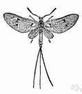 ephemerid - short-lived insect