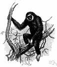 gibbon - smallest and most perfectly anthropoid arboreal ape having long arms and no tail