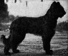 Briard - old French breed of large strong usually black dogs having a long tail and long wavy and slightly stiff coat