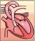 aorta - the large trunk artery that carries blood from the left ventricle of the heart to branch arteries