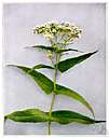 agueweed - perennial herb of southeastern United States having white-rayed flower heads