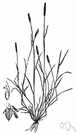 foxtail grass - ground pine thickly covered with bristly leaves