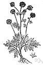 angelica - aromatic stems or leaves or roots of Angelica Archangelica