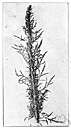Artemisia ludoviciana - perennial cottony-white herb of southwestern United States