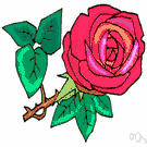 rose - any of many shrubs of the genus Rosa that bear roses