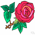 rose - Wiktionary, the free dictionary