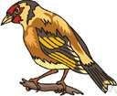 goldfinch - American finch whose male has yellow body plumage in summer
