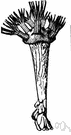 subclass - (biology) a taxonomic category below a class and above an order