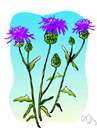 milk thistle - tall Old World biennial thistle with large clasping white-blotched leaves and purple flower heads