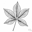 Ohio buckeye - a buckeye with scaly grey bark that is found in the central United States