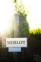 Merlot - black wine grape originally from the region of Bordeaux