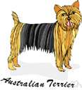 Australian terrier - small greyish wire-haired breed of terrier from Australia similar to the cairn