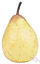 bartlett pear - juicy yellow pear