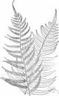 silvery spleenwort - North American fern with narrow fronds on yellowish leafstalks