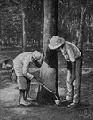 latex - a milky exudate from certain plants that coagulates on exposure to air