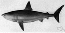 Cetorhinus maximus - large harmless plankton-eating northern shark