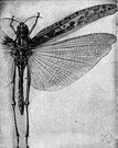 class Hexapoda - insects