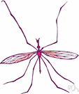 family Tipulidae - crane flies
