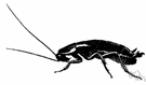 Blatta - type genus of the Blattidae: cockroaches infesting buildings worldwide