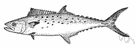 sierra - a Spanish mackerel of western North America