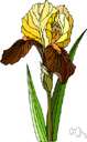 Abronia latifolia - plant having hemispherical heads of yellow trumpet-shaped flowers