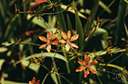 Belamcanda - a monocotyledonous genus of the family Iridaceae