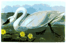 tundra swan - swan that nests in tundra regions of the New and Old Worlds
