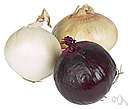 onion - bulbous plant having hollow leaves cultivated worldwide for its rounded edible bulb