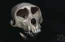 australopithecine - of or belonging to the hominid genus Australopithecus