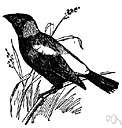 tyrannid - a passerine bird of the suborder Tyranni