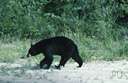 Ursus americanus - brown to black North American bear