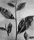 tea leaf - dried leaves of the tea shrub