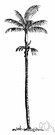 cabbage palm - Brazilian palm of genus Euterpe whose leaf buds are eaten like cabbage when young