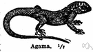 agama - small terrestrial lizard of warm regions of the Old World